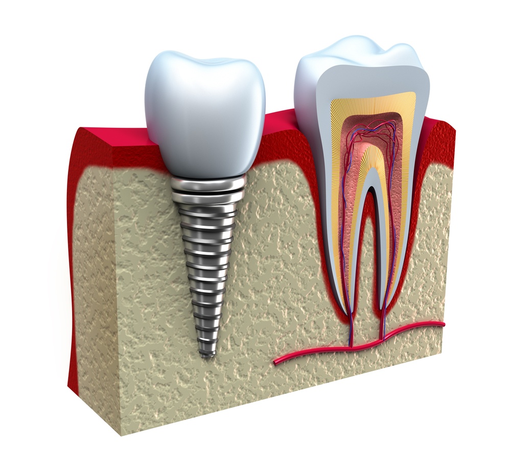 Anatomy of healthy teeth in details